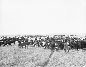 Calves on the Cochrane ranch, ca. 1901