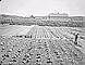 Vegetable garden at agricultural research station near Brandon, Manitoba, ca. 1902