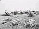 Binders at work on the on the Lockwood farm north of Dauphin, Manitoba, 1906