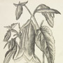 Sketchbook by Napaguain, son of Chief Running Rabbit of the Blackfoot Tribe, which includes some correspondence, 1894. RG 10, volume 3910, file 110,156, 29 pages